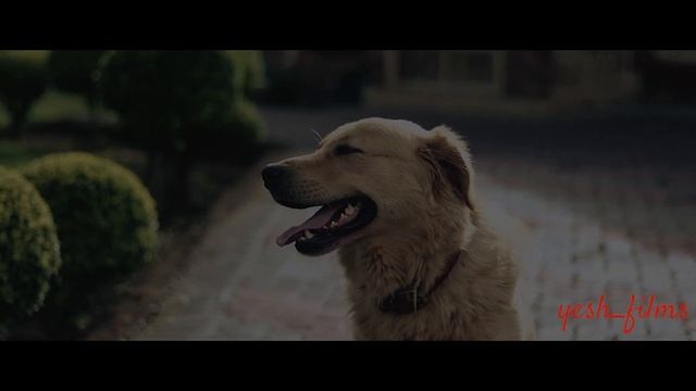 CANON EOS M200 CINEMATIC VIDEO 50mm f1.8 смотреть онлайн