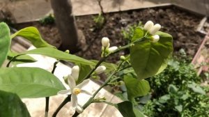 Первое цветения мандарина