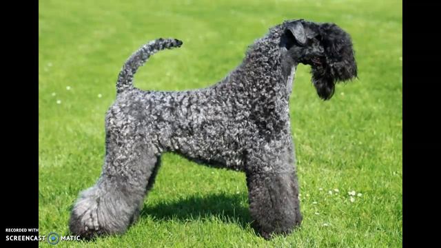 CCFA salutes kerry blue terriers смотреть онлайн