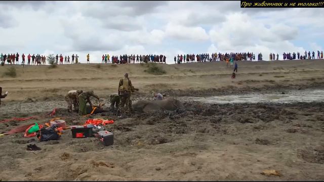 Житель кенийского племени заметил ГЛЫБЫ, которые издавали странные звуки! смотреть онлайн