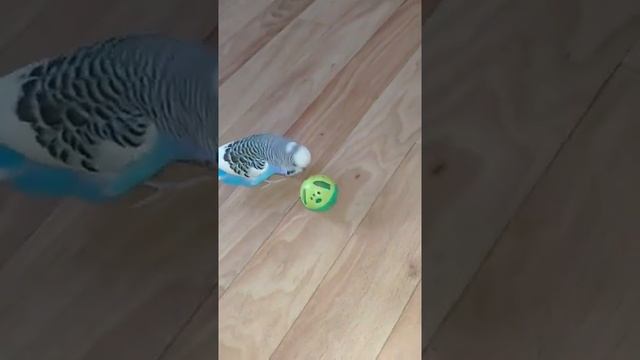 Ручной Волнистый попугайчик весело играет в мячик смотреть онлайн