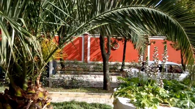 магнолии в цвету, VLOG смотреть онлайн