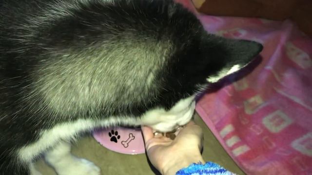 ASMR . Хаски принцесса . смотреть онлайн