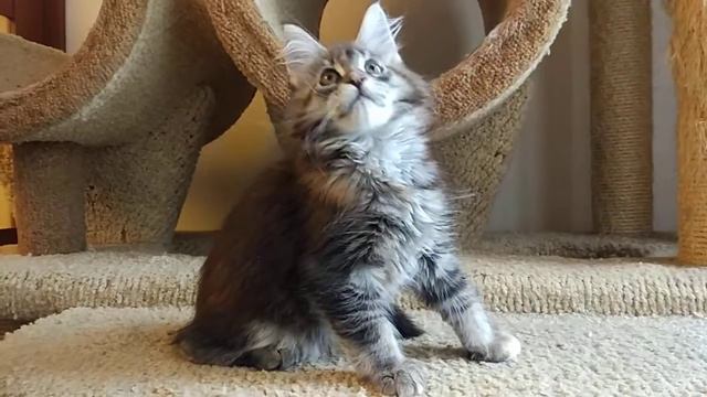 Парадиз, черная тикированная кошечка мейнкун, 2,5 месяца смотреть онлайн