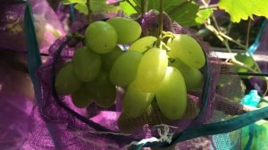 Гибридная форма Калугина Маяк