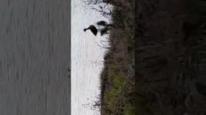 манера и работа чубарой утки