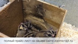 Сахарный поссум Petaurus breviceps продажа оптом. Белка летяга