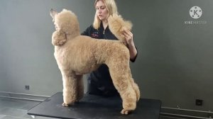 Груминг королевского пуделя