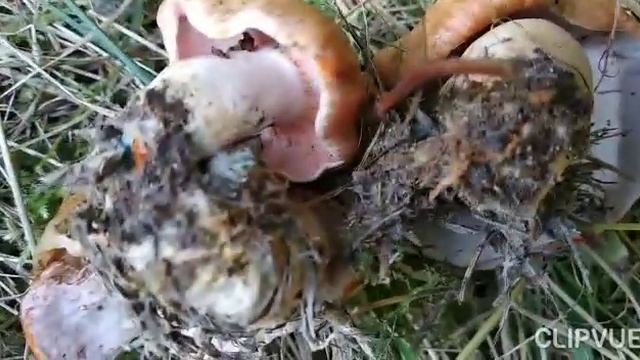 ЦАРСКИЕ ГРИБЫ РЫЖИКИ! СБОР РЫЖИКОВ В КОНЦЕ АВГУСТА. смотреть онлайн