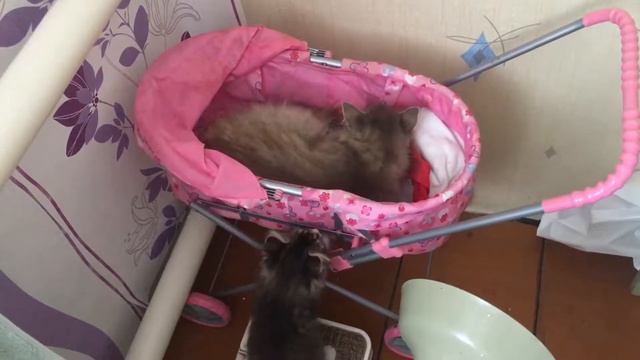 Мама кошка пытается уложить котёнка спать смотреть онлайн