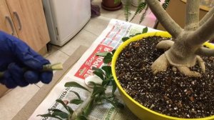 ПРИВИВКА И ОБРЕЗКА АДЕНИУМА | GRAFTING AND PRUNING ADENIUM