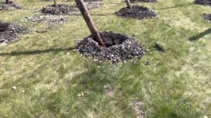 Теплицы для выращивания сеянцев с ЗКС и ОКС, хвойныйных и лиственных пород - строительство прёт!!!