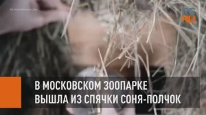 В Московском зоопарке проснулась соня-полчок