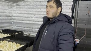 Выгонка тюльпанов к 8 марта 2024