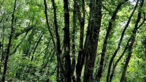 Сны Пресвятой Богородицы с 1 по 7