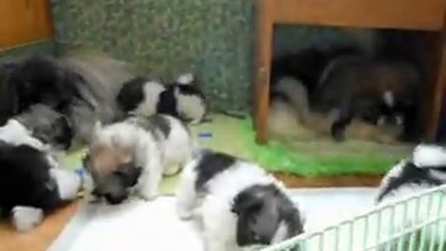 Пекинеса цветных щенков продам смотреть онлайн