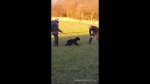 Adam Racy Style DOBROMIR, BRT in IPO at 3 months * Adam Racy Style ДОБРОМИР, РЧТ на ИПО в 3 месяца