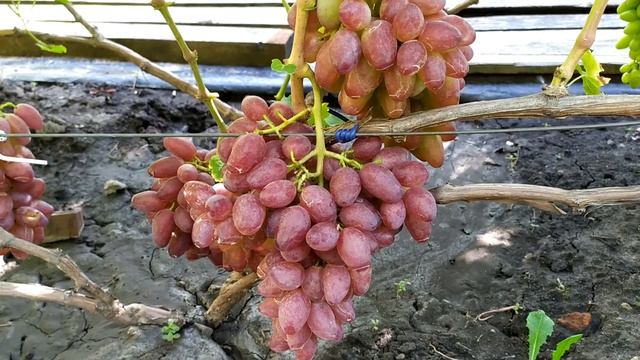 "КРИПТОН" 2020 смотреть онлайн