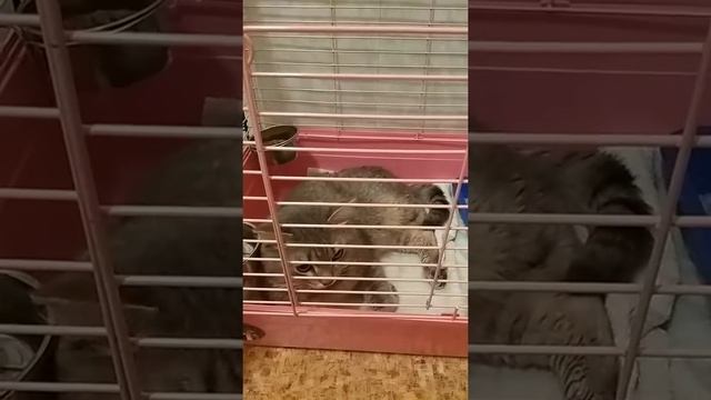 Приют спасает животных