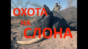 Охота на африканского слона в Намибии