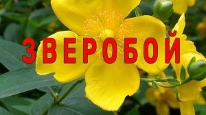 Зверобой