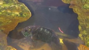 Агрессивные цихлиды.  Восьмиполосая цихлазома.