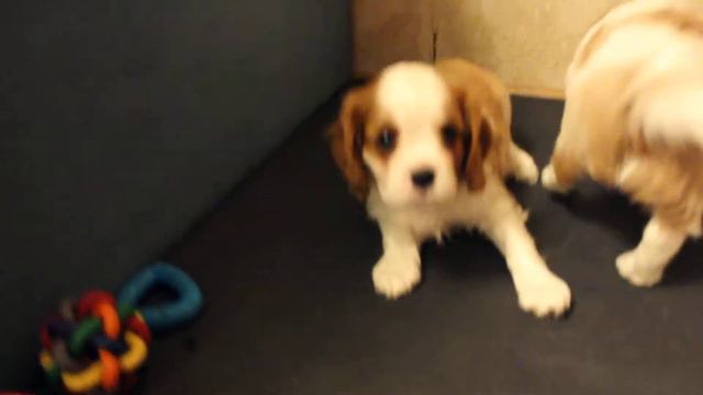 милашки кавалерчики смотреть онлайн