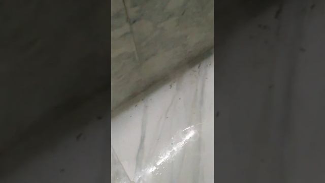 MAUNFELD Обзор паровой швабры смотреть онлайн