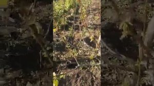 замёрзла груша. что делать?