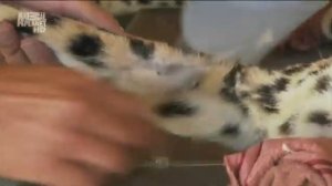 Animal Planet. Царство гепардов1