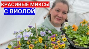 АНЮТИНЫ ГЛАЗКИ ДРУЖАТ С ЭТИМИ ЦВЕТАМИ - СОСТАВЛЯЕМ ЦВЕТОЧНЫЕ МИКСЫ С ВИОЛОЙ ДЛЯ КЛУМБ.