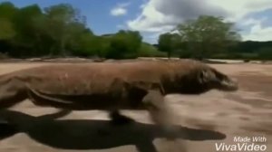 МЕГАЛАНИЯ vs КИЛЕСКА. Варан vs динозавра. БОЙ №8.