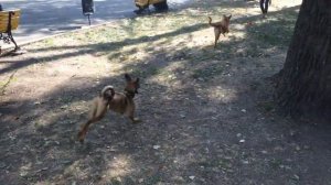 Собаки-инвалиды бегают и радуются жизни.