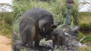 The Kangaroo Mating, Wild Animals