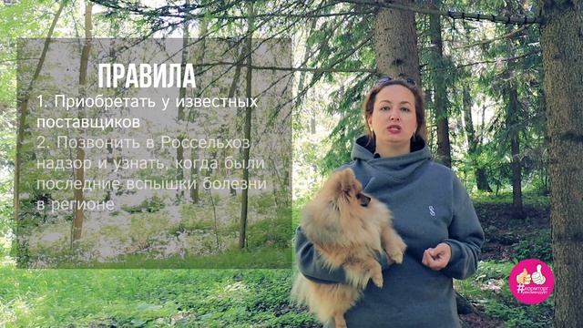 Почему собакам нельзя свинину? Мнение зоодиетолога. смотреть онлайн