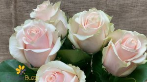 Rose Talea