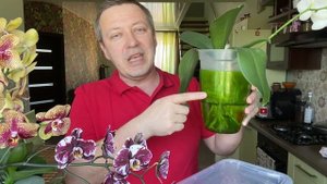 НЕСТАНДАРТНЫЙ полив орхидей или орхидея фаленопсис НЕ КУВШИНКА?