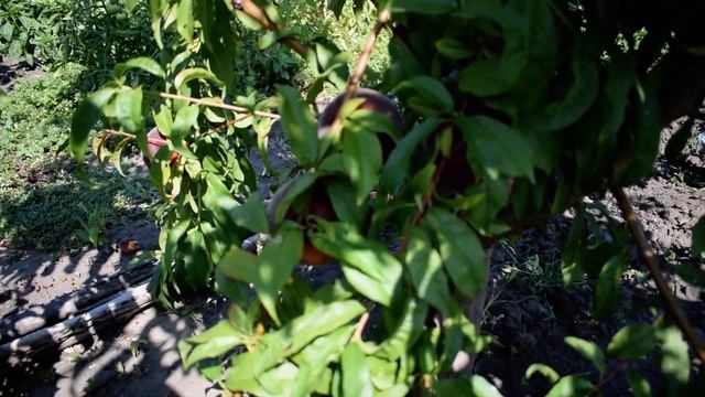 Супер персик на 5 звезд - Рубиновый Принц (27 июля 2019) - Агро Сад смотреть онлайн