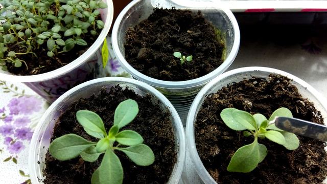 Калибрахоа . Отчет о посеве 09.12.2019 смотреть онлайн