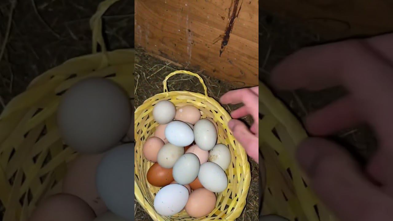 Как ваша подготовка к Пасхе? У нас куры несут пасхальные яйца смотреть онлайн