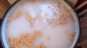 Бражка на диких дрожжах пшеницы