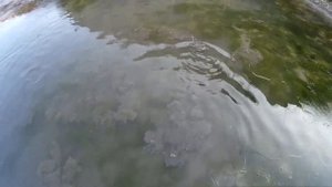 ЛОВЛЯ рыбы РУКАМИ в ЛУЖЕ!