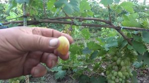 ГФ винограда  Донская Невеста , Алевтина ,Клаудия Кардинале  2022 Бурдак  А В