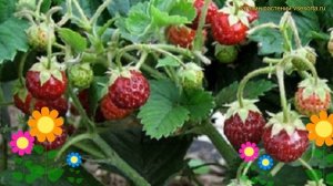 Земляника садовая. Краткий обзор, описание характеристик fragaria anaschata цукат мускатный