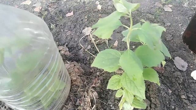 Укрытие черенков розы, гортензии, жасмина и череночника.