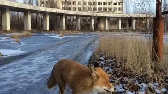 Песня про Припять