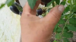 Помидор -Гуливер .