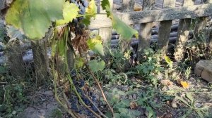 Виноград морозоустойчивый Маркетт Виноград  винный Маркетт Виноград для ленивых Сельская жизнь