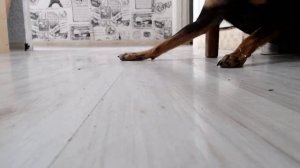 Приступ Гастрита у собак