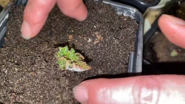 Бегония клубневая, уход и выращивание